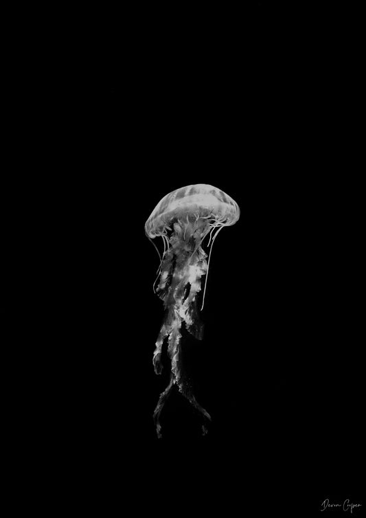 Jellyfish