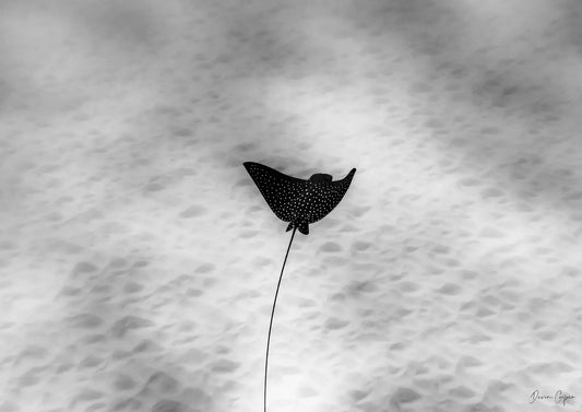 Underwater Eagle Ray